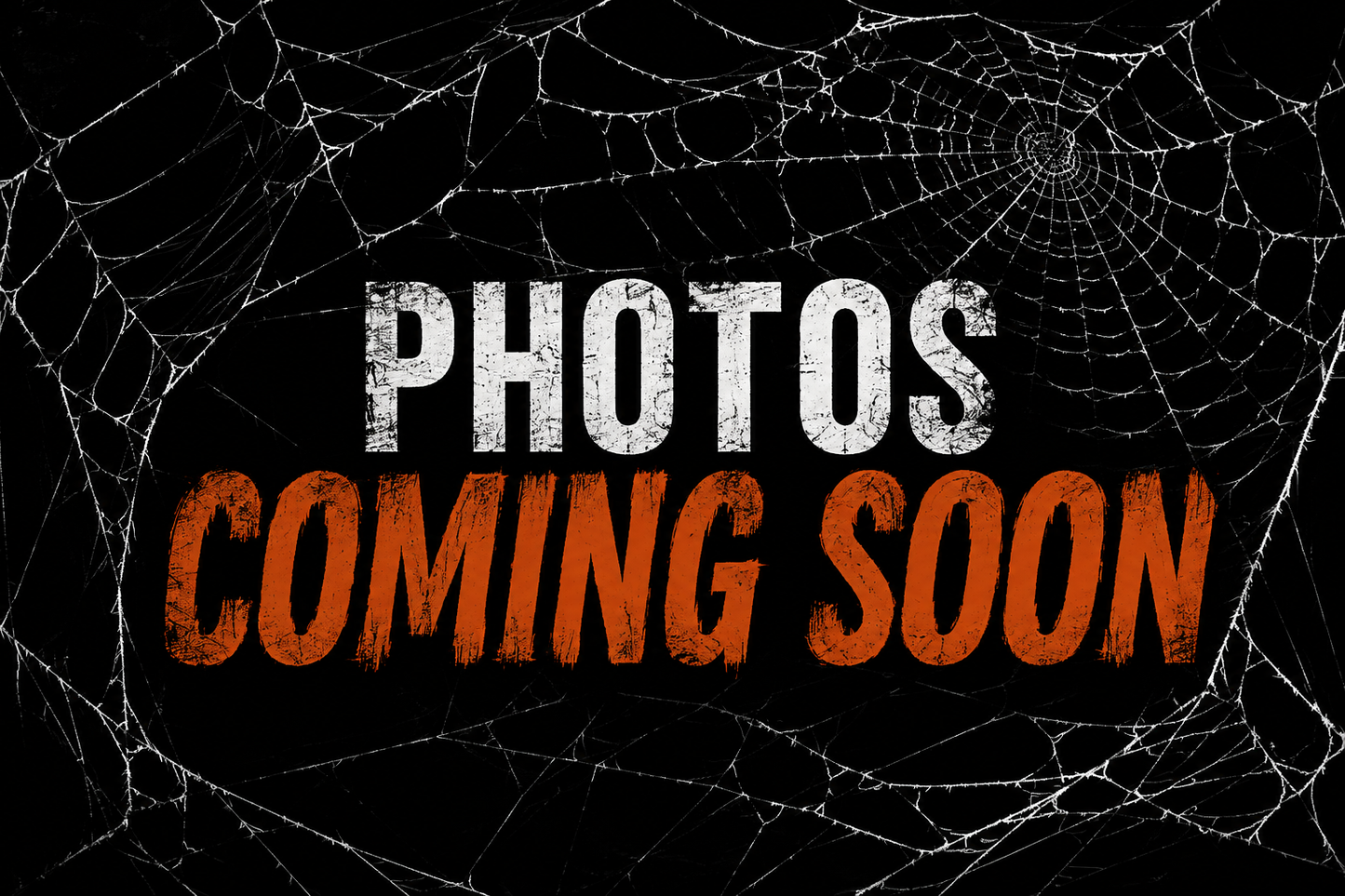 Latrodectus hesperus (Western Black Widow)