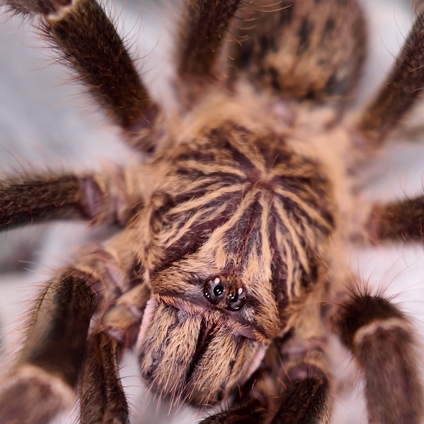 Pterinochilus murinus "DCF" (Mikumi)
