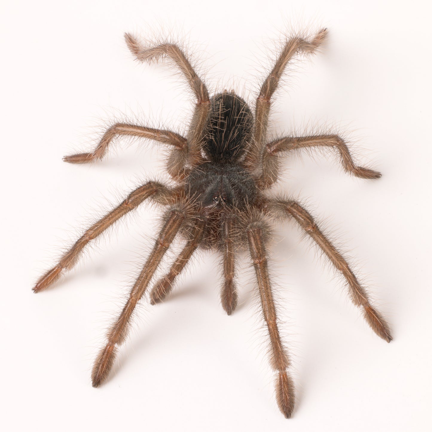 Theraphosa blondi (Goliath Birdeater)