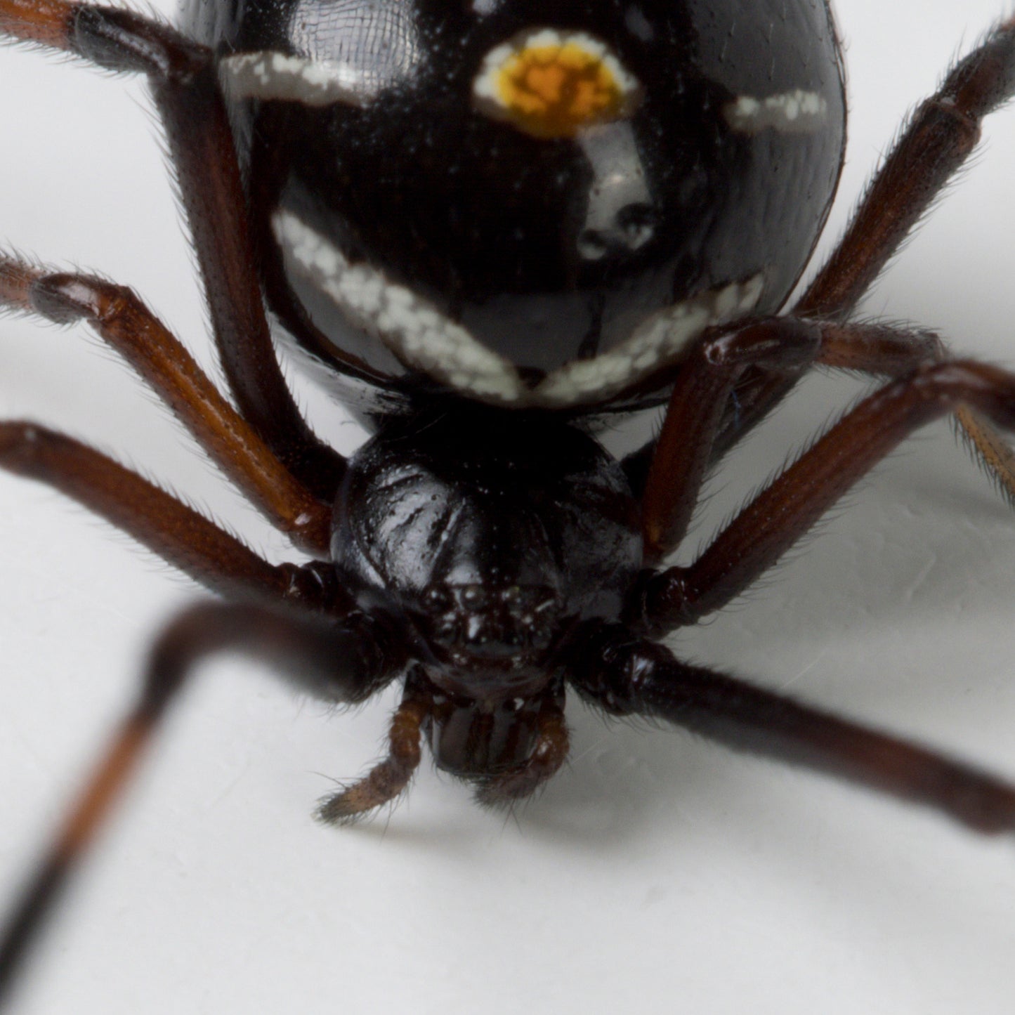 Latrodectus variolus (Northern Black Widow)