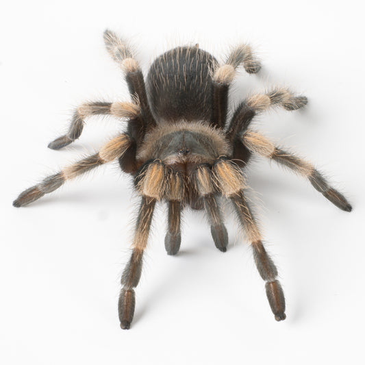 Brachypelma hamorii (Mexican Red Knee)