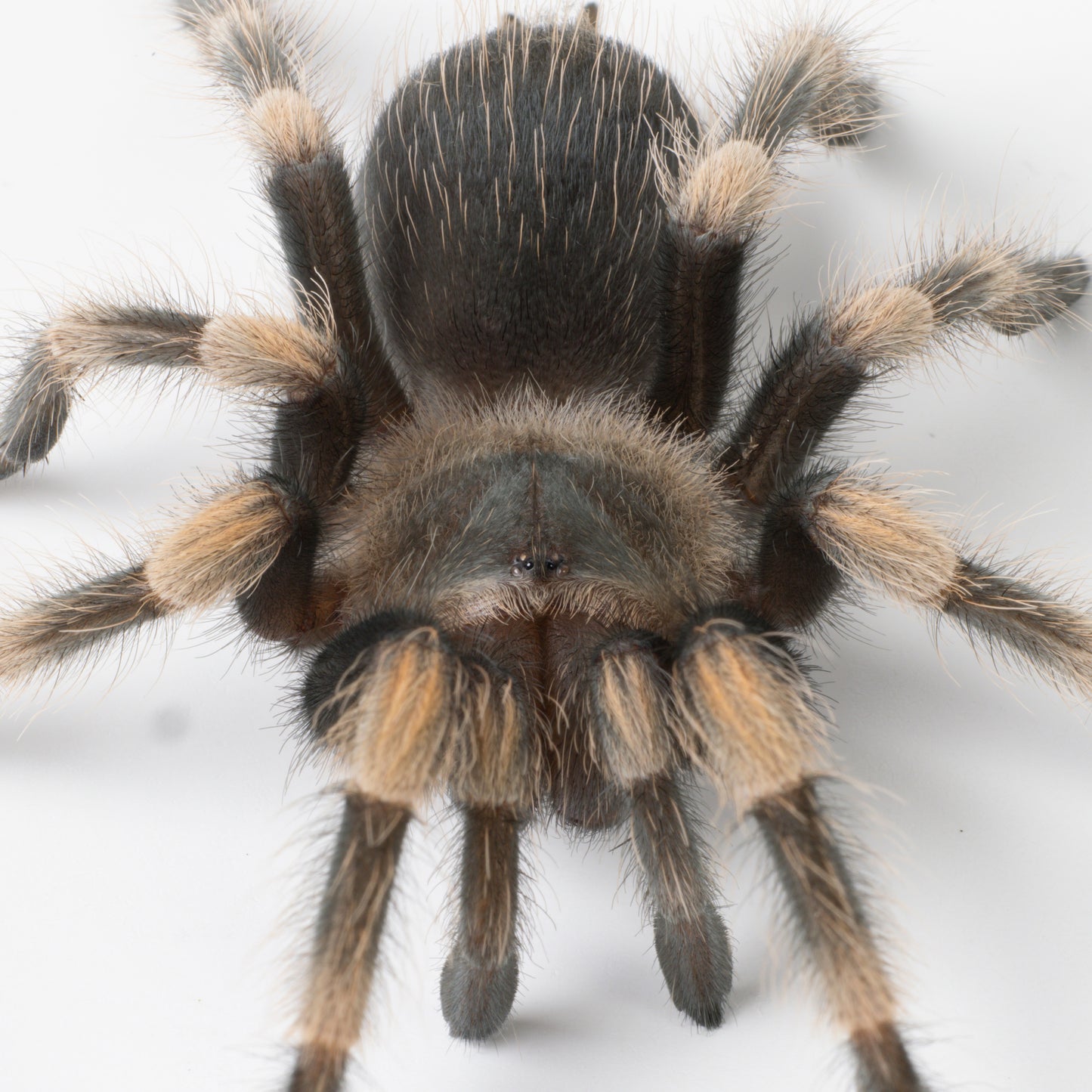 Brachypelma hamorii (Mexican Red Knee)