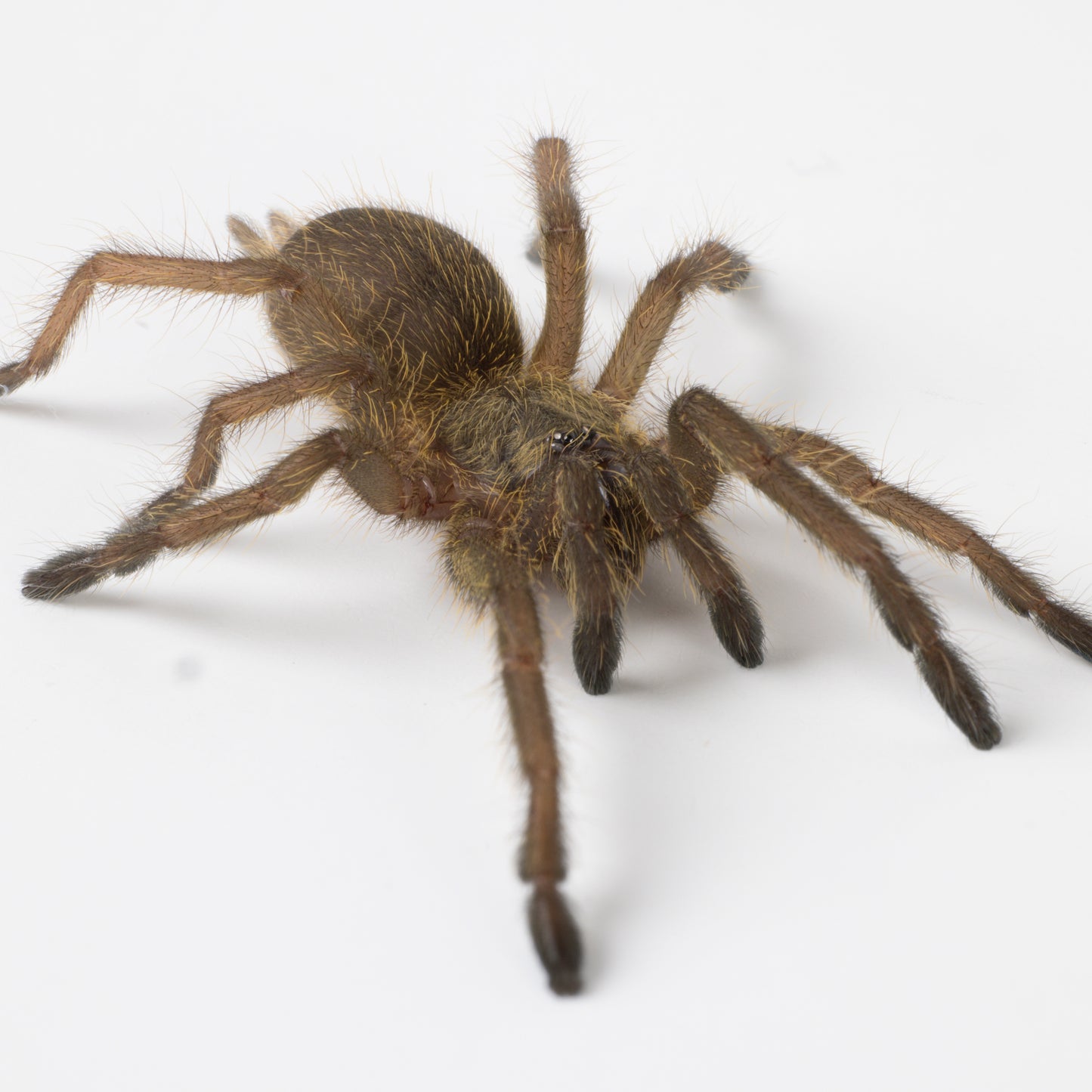 Chilobrachys huahini (Asian Fawn Tarantula)