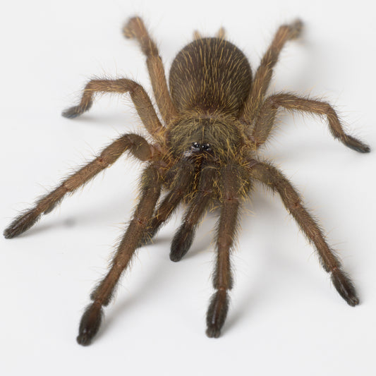 Chilobrachys huahini (Asian Fawn Tarantula)