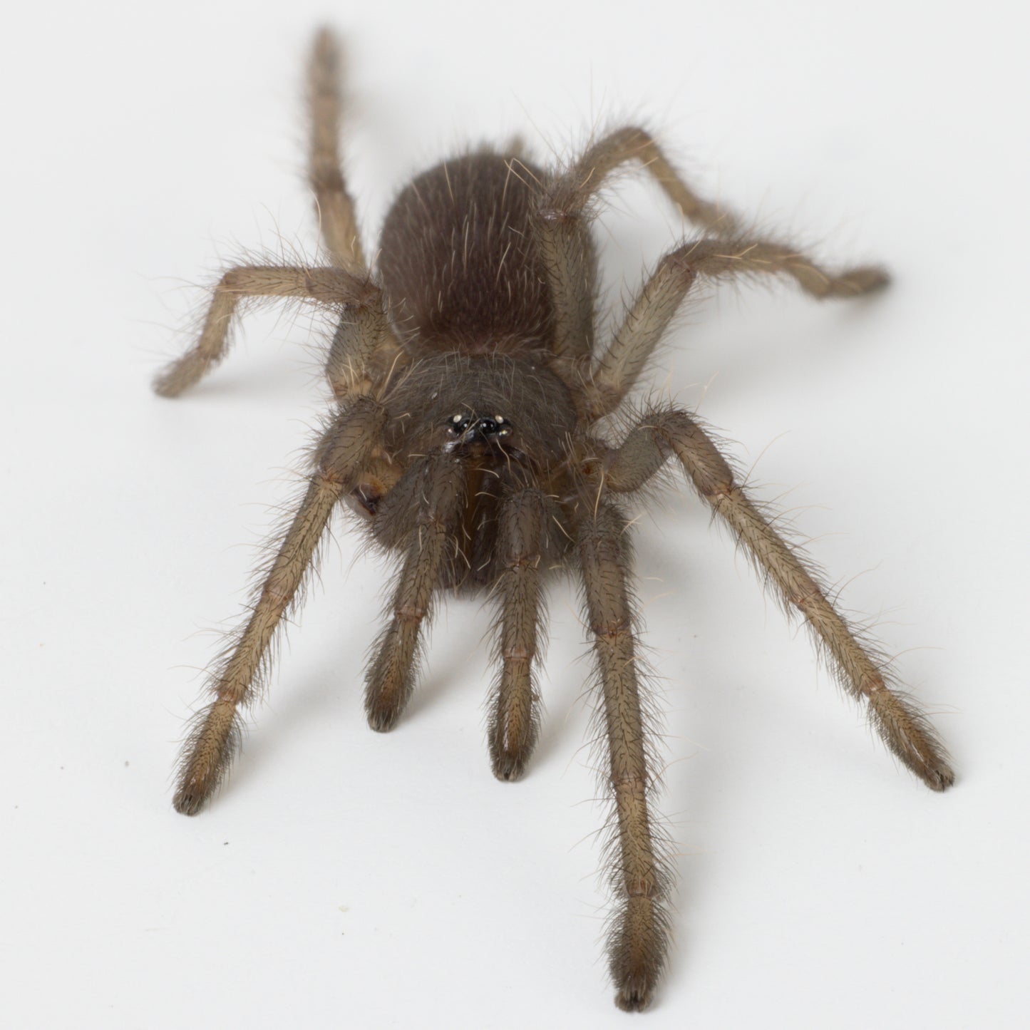 Chilobrachys natanicharum (Electric Blue)