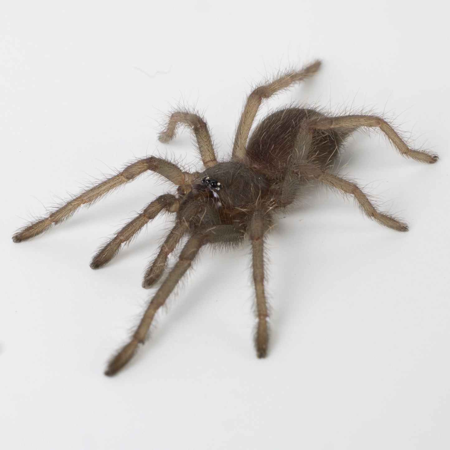 Chilobrachys natanicharum (Electric Blue)