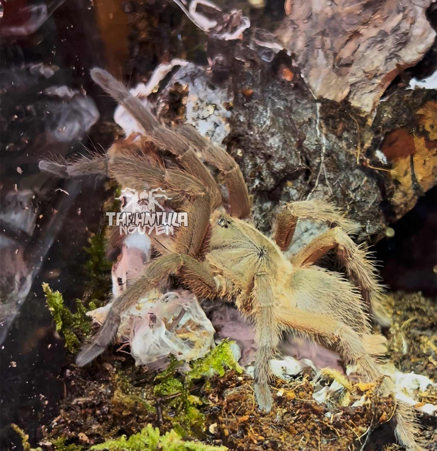 Chilobrachys huahini (Asian Fawn Tarantula)