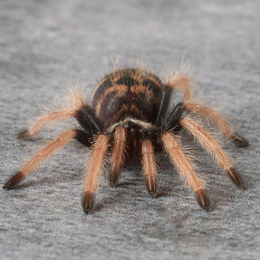 Chromatopelma cyaneopubescens (Green Bottle Blue aka GBB)