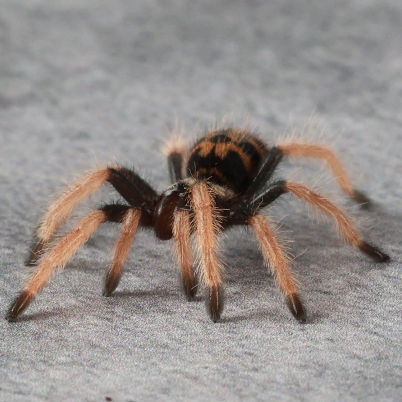 Chromatopelma cyaneopubescens (Green Bottle Blue aka GBB)