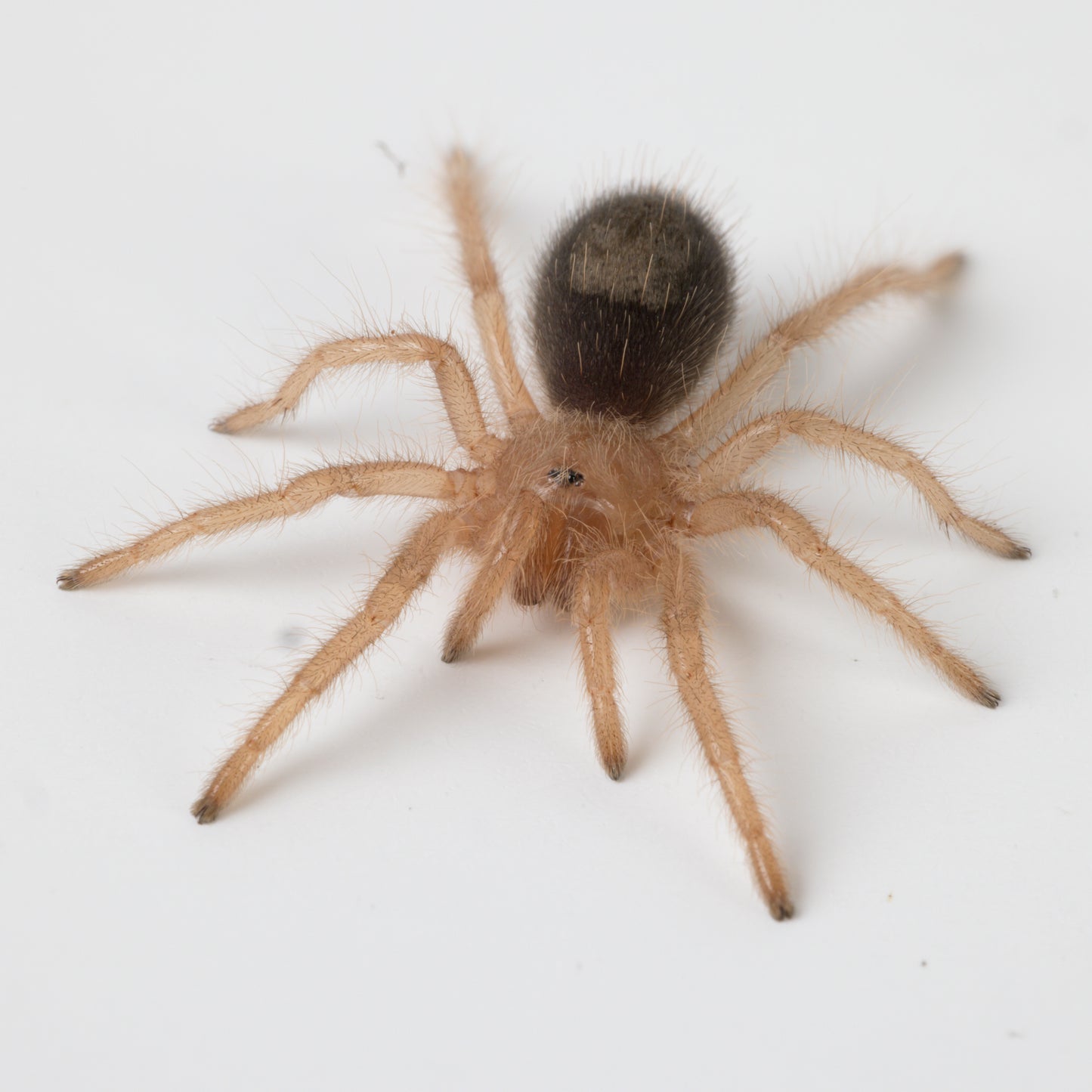 Grammostola pulchripes (Chaco Golden Knee)