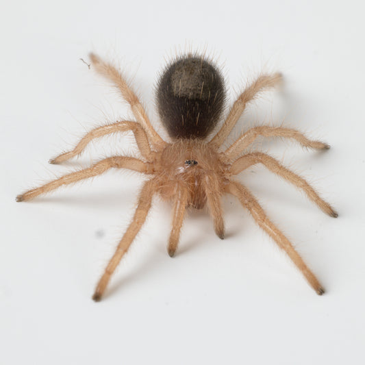 Grammostola pulchripes (Chaco Golden Knee)