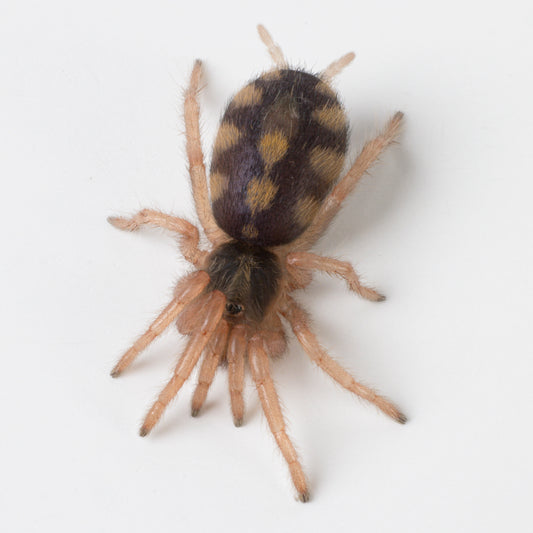 Hapalopus formosus (Pumpkin Patch)