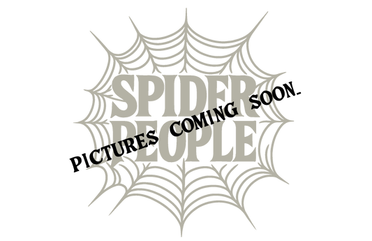 Grammostola pulchra (Brazilian Black Tarantula)
