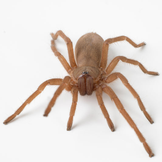 Selenobrachys philippinus (Philippine Tangerine)