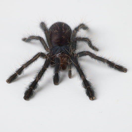 Phormingochilus sp. Sabah Red (Sabah Red Bat Eater)