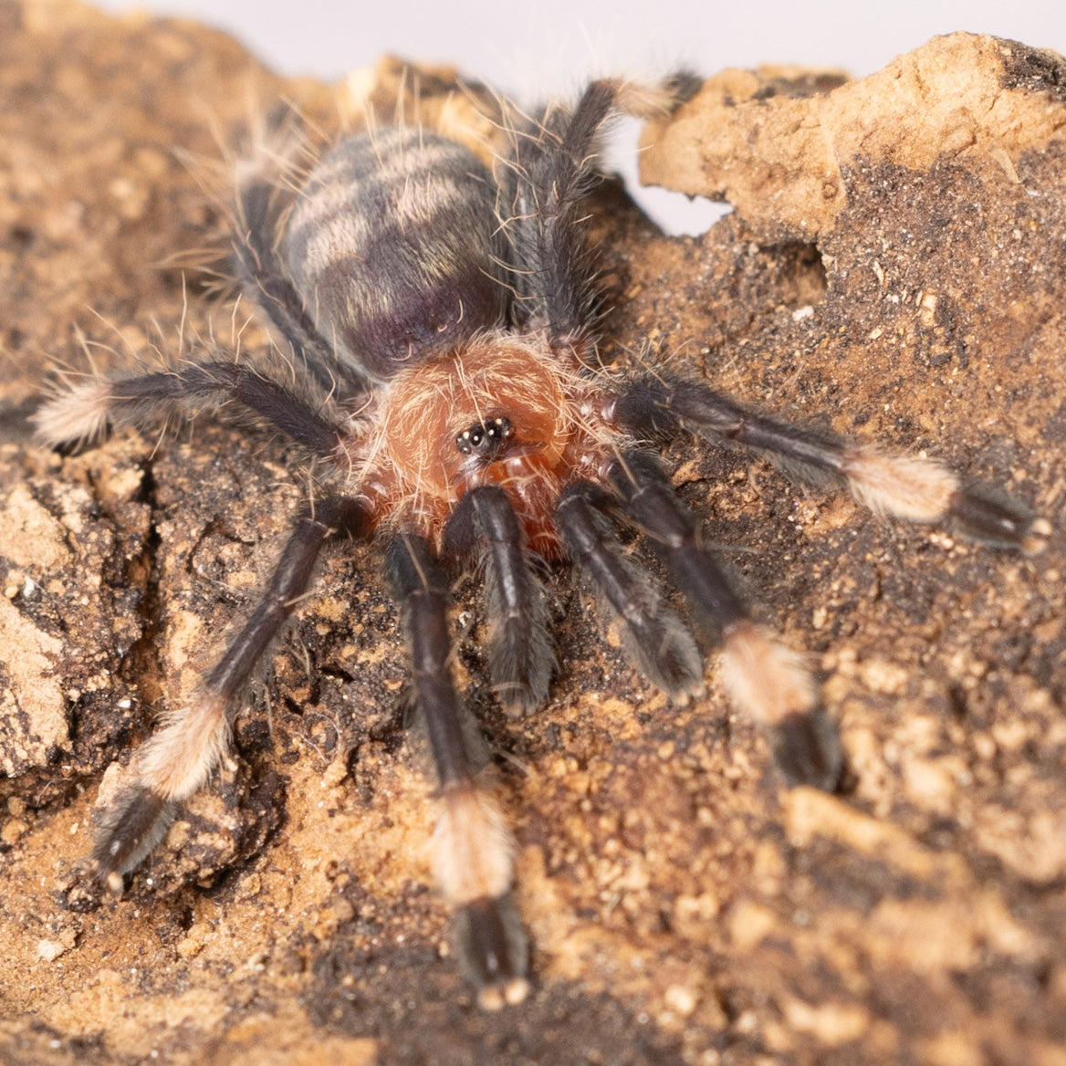 Psalmopoeus irminia (Venezuelan Suntiger)