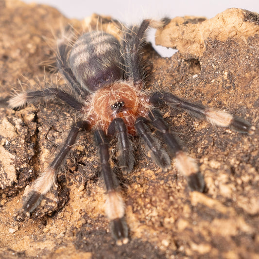 Psalmopoeus irminia (Venezuelan Suntiger)