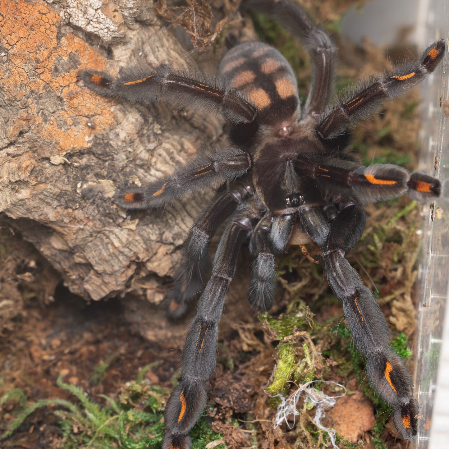 Psalmopoeus irminia (Venezuelan Suntiger)
