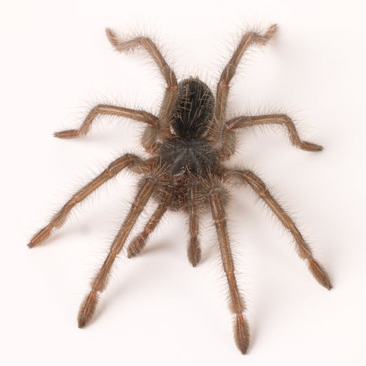 Theraphosa blondi (Goliath Birdeater)