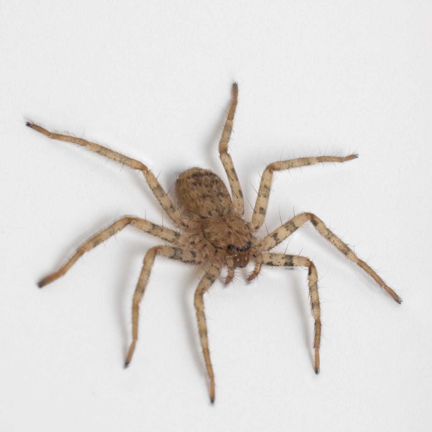 Selenops radiatus (Tomb Crawler aka Flatty)