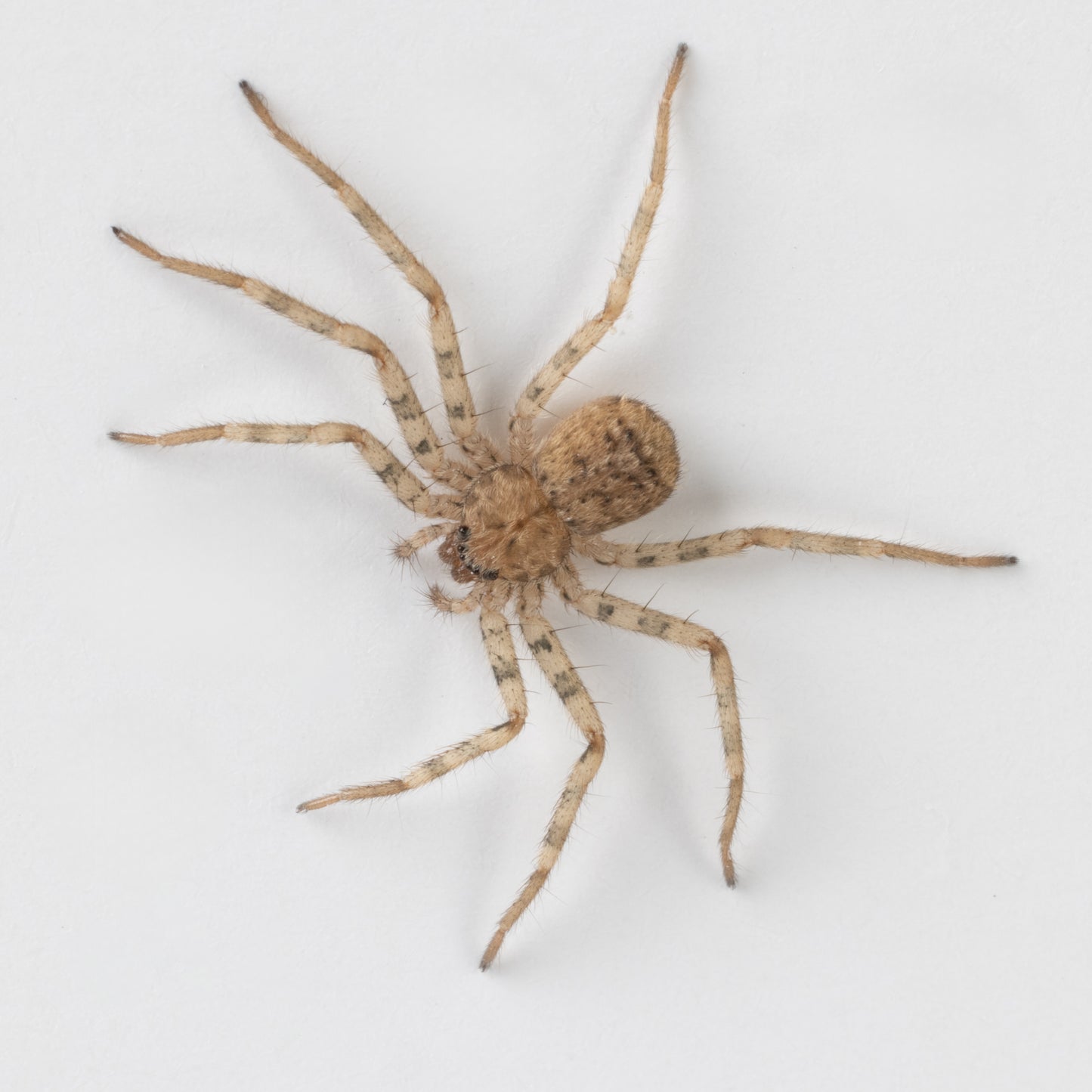 Selenops radiatus (Tomb Crawler aka Flatty)