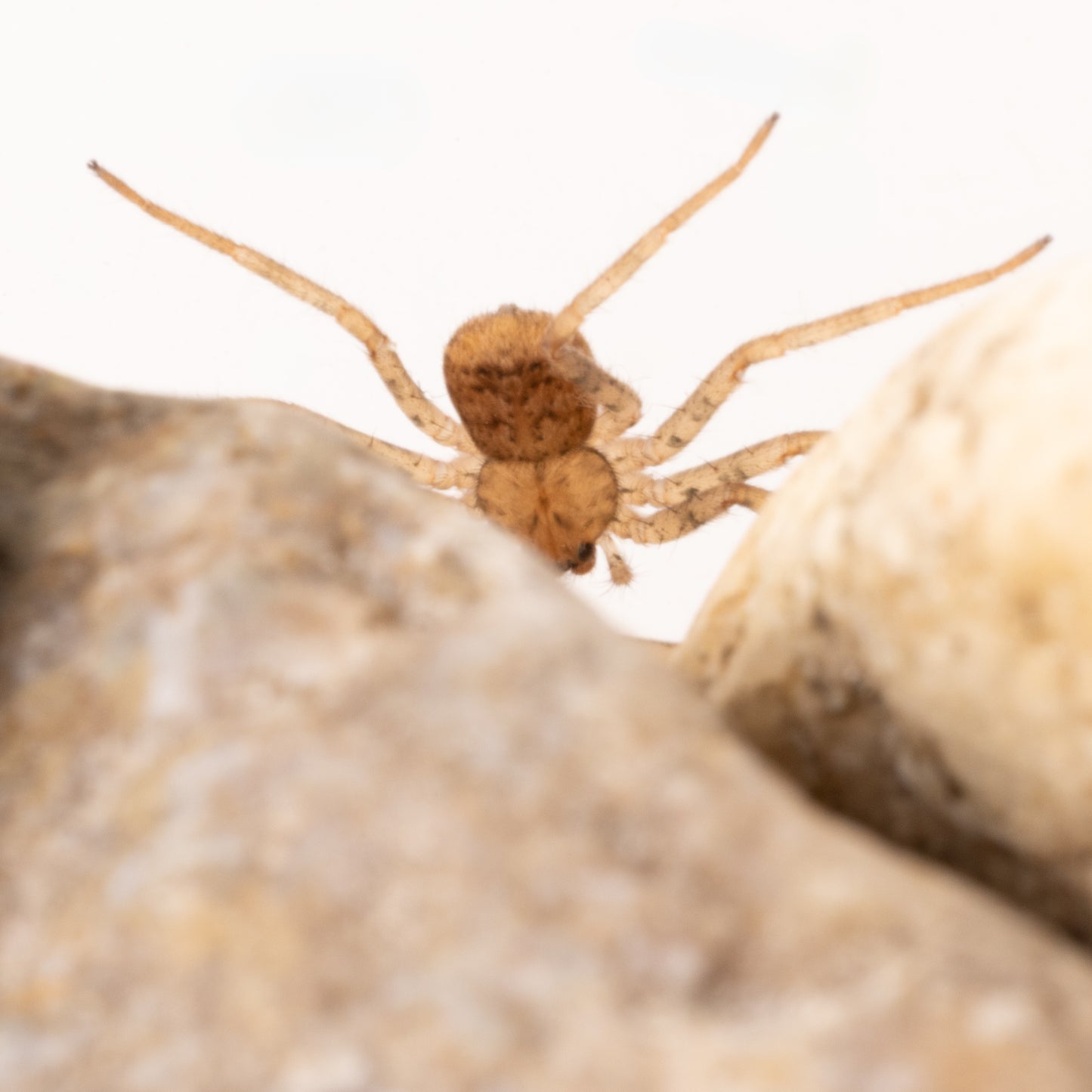 Selenops radiatus (Tomb Crawler aka Flatty)