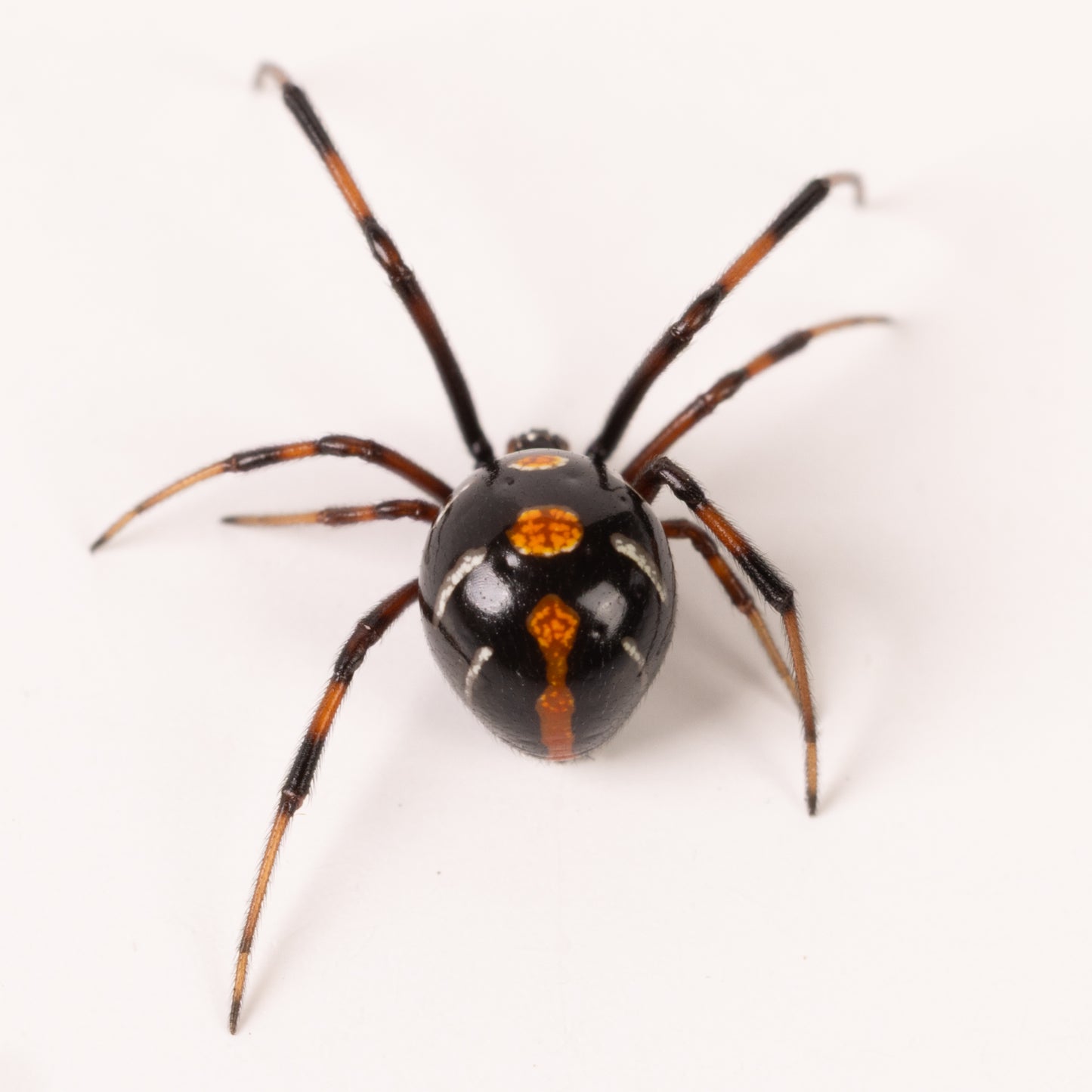 Latrodectus variolus (Northern Black Widow)