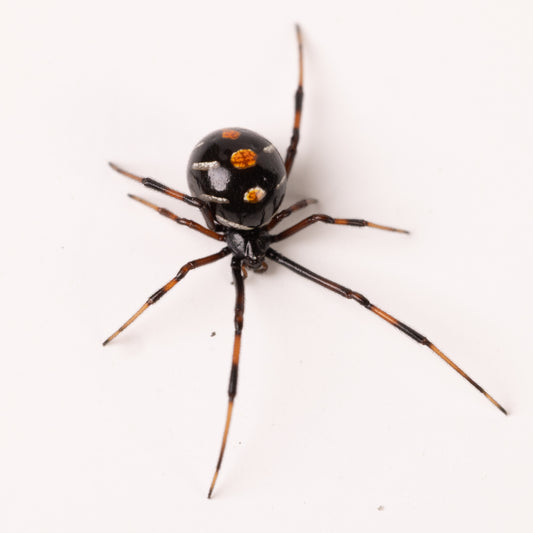 Latrodectus variolus (Northern Black Widow)