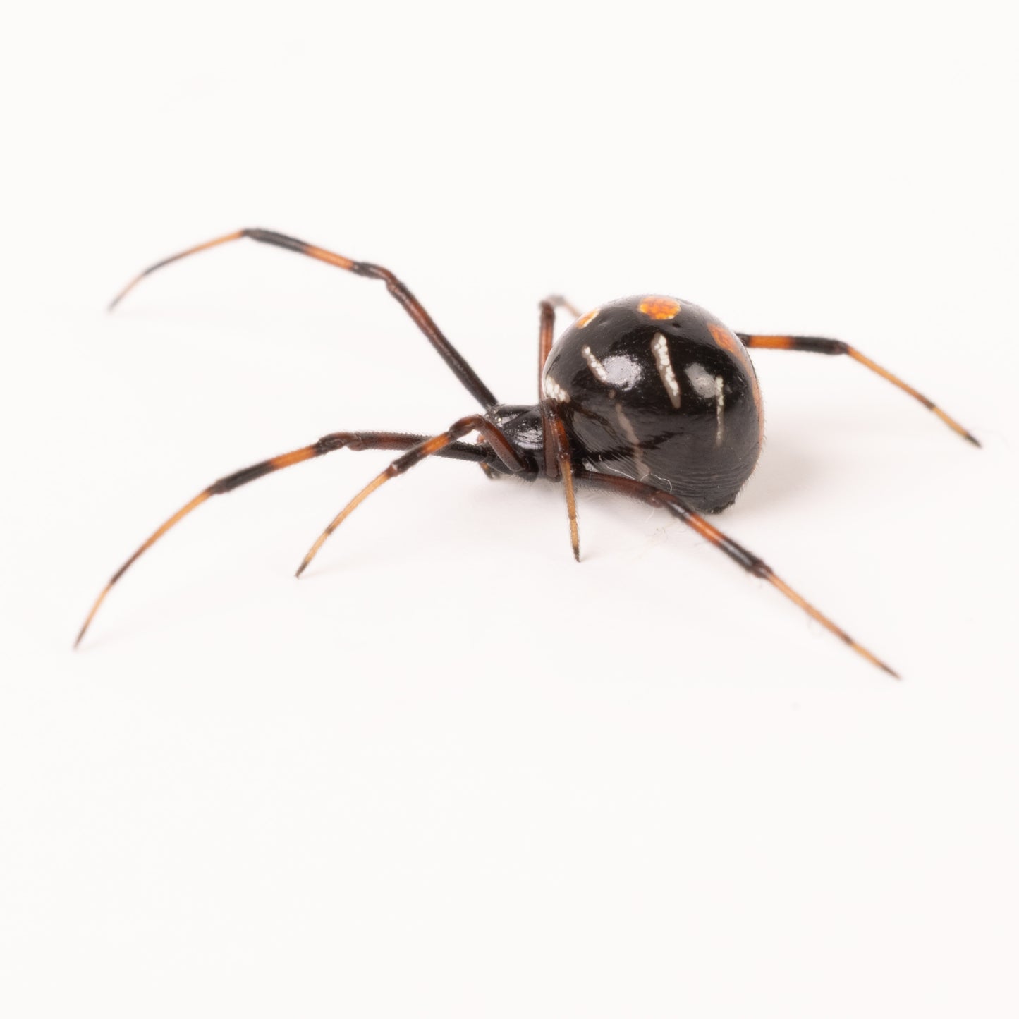 Latrodectus variolus (Northern Black Widow)