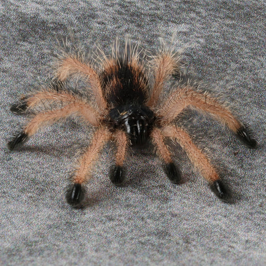 Avicularia avicularia (Pinktoe)
