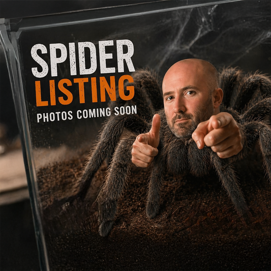 Cyriocosmus elegans (Trinidad Dwarf Tarantula)
