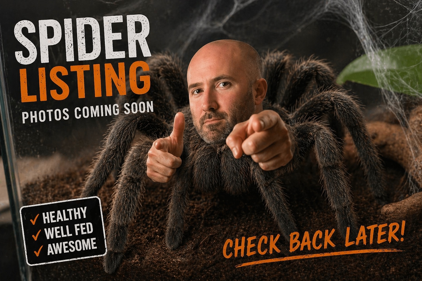 Cyriocosmus elegans (Trinidad Dwarf Tarantula)