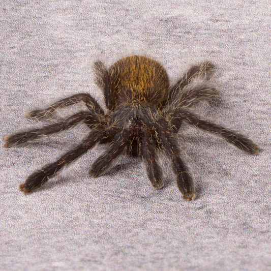 Pterinochilus murinus "DCF" (Mikumi)