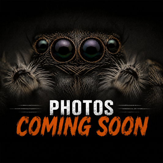 Heteroscodra maculata (Togo Starburst Baboon Tarantula)