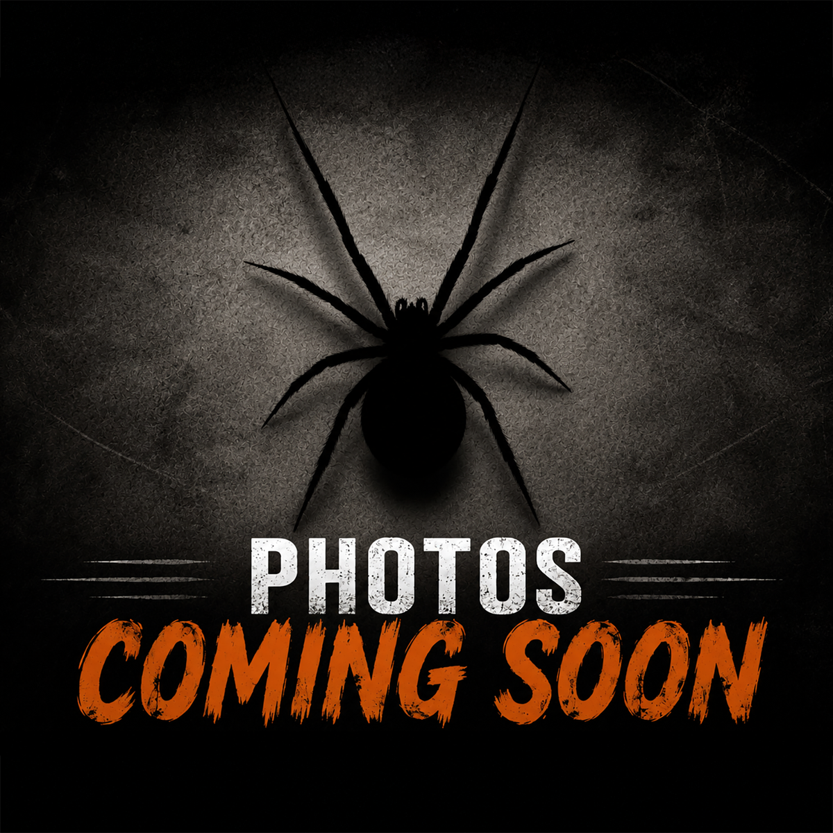 Eresus walckenaeri (Greek Velvet Spider)