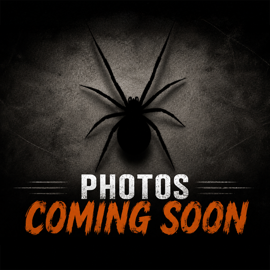 Eresus walckenaeri (Greek Velvet Spider)