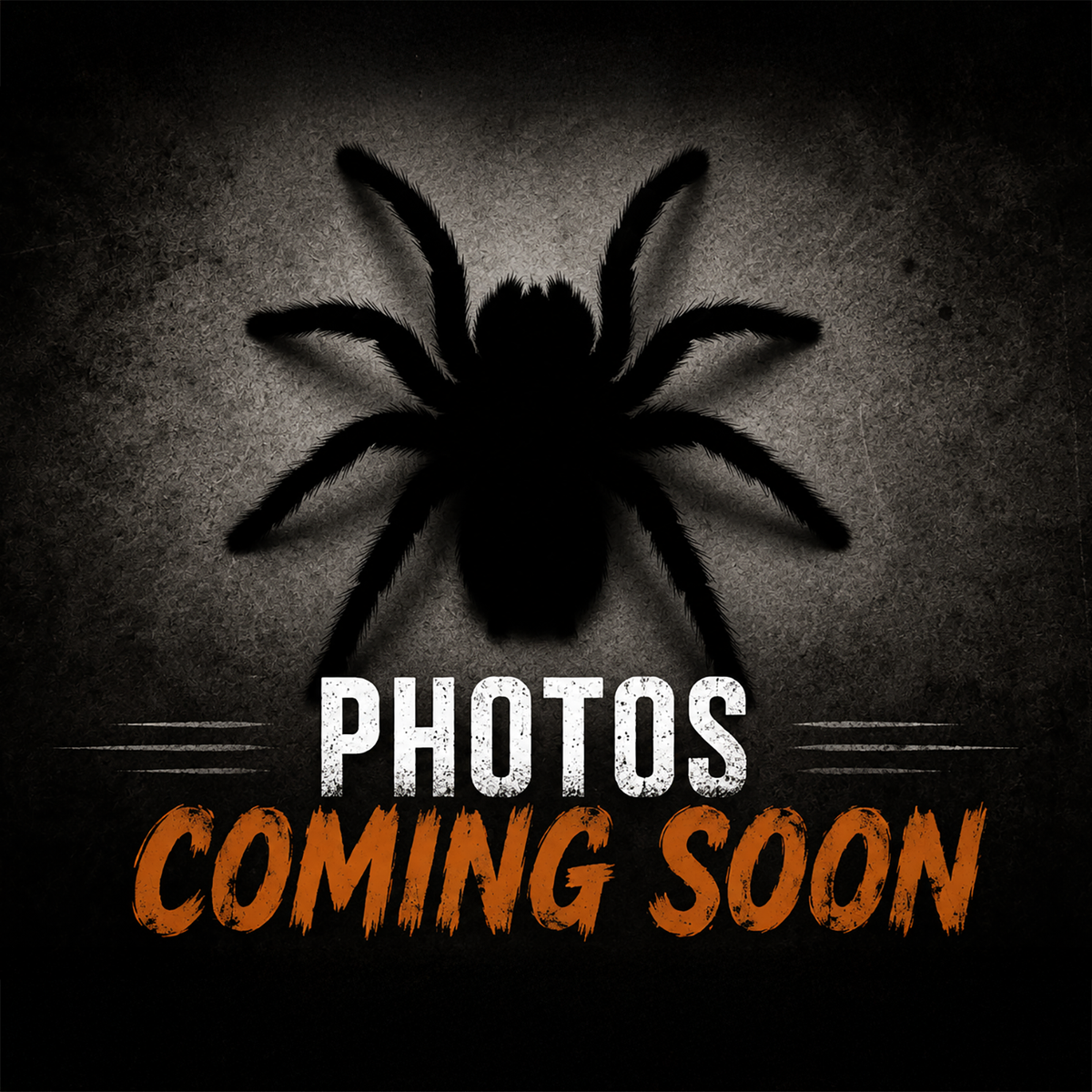 Pelinobius muticus (King Baboon Tarantula)