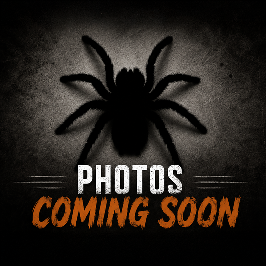 Pelinobius muticus (King Baboon Tarantula)