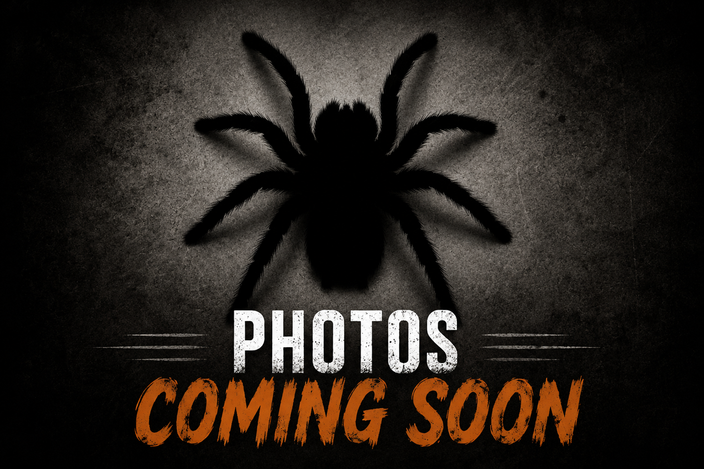Pelinobius muticus (King Baboon Tarantula)