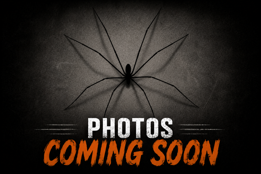 Eresus walckenaeri (Greek Velvet Spider)